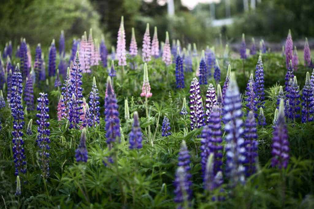 a stand of purple and pink lupines