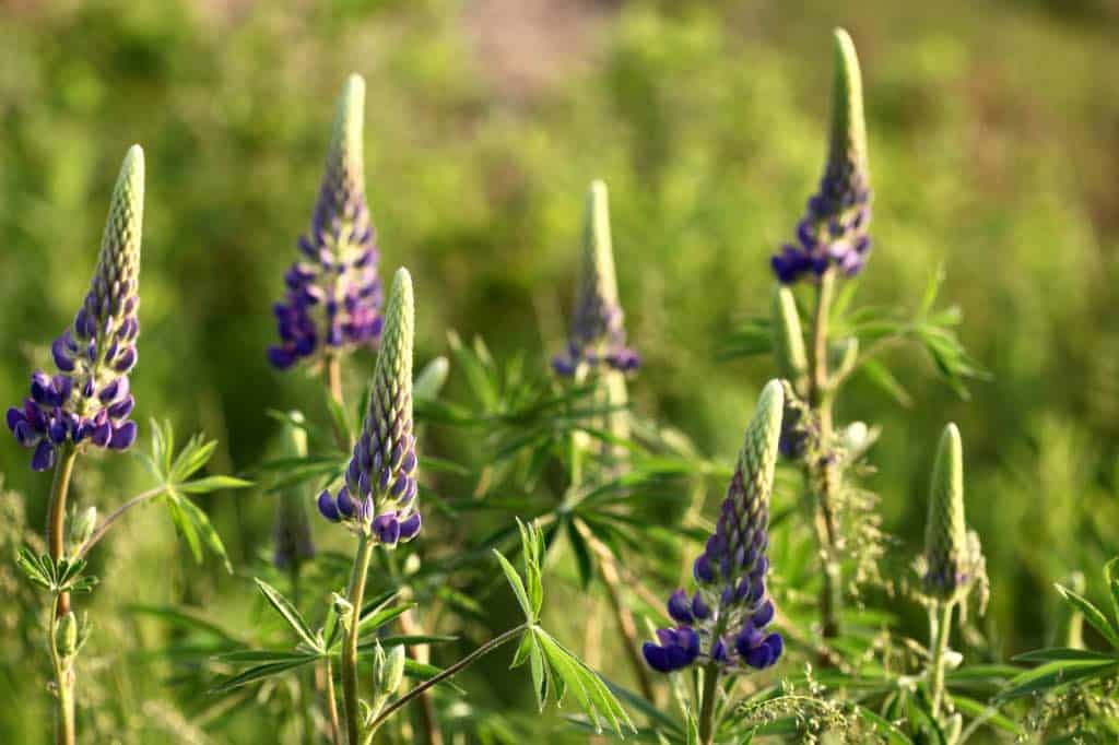 lupines in the garden