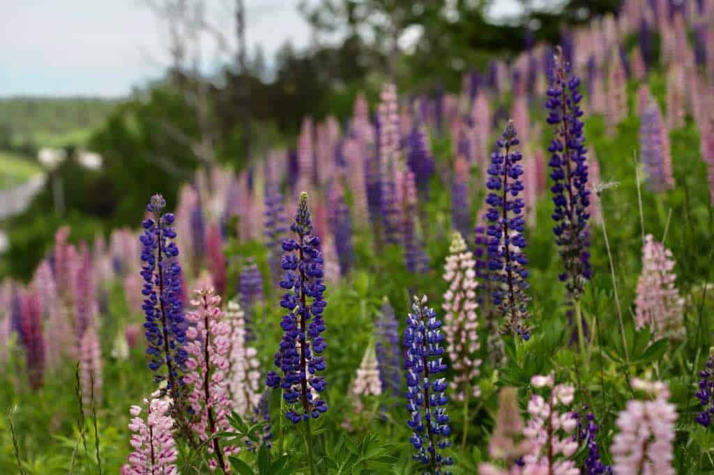 a stand of pink and purple lupines