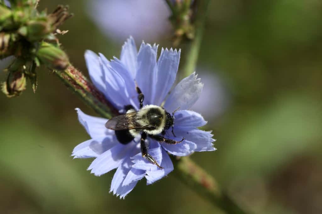 a bee on a blue flower in the garden