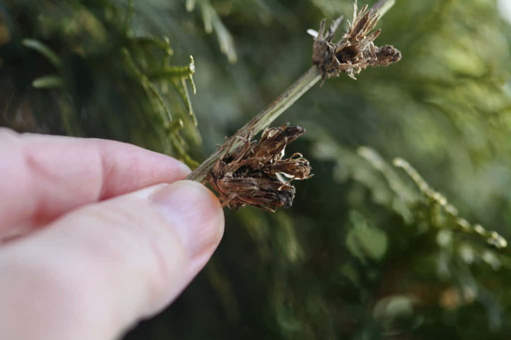 a hand holding wild chicory seed heads