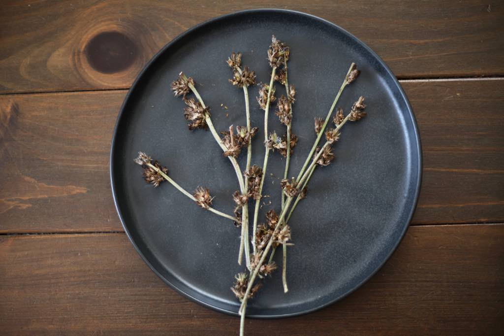 dried brown chicory stems and seed heads on a black plate on a wooden table