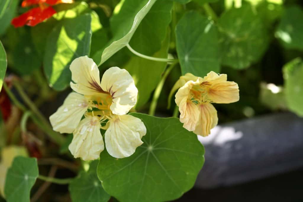 yellow nasturtium flowers growing in a pot