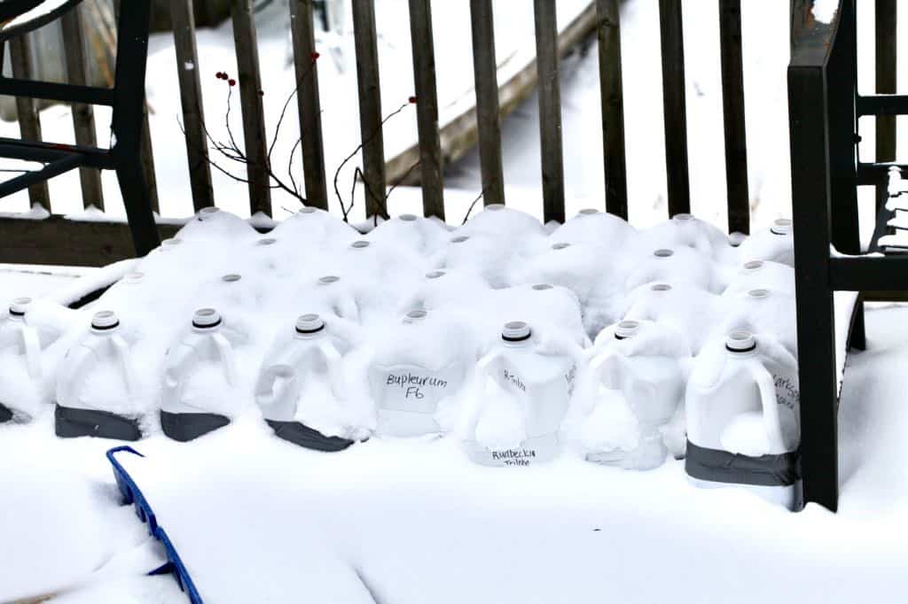 white milk jugs covered with snow