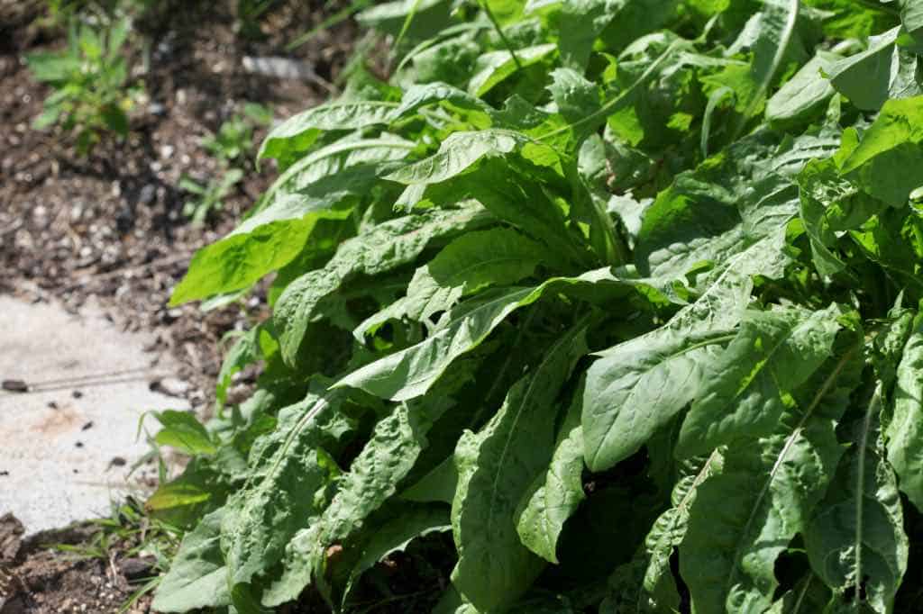 a chicory plant growing in the garden