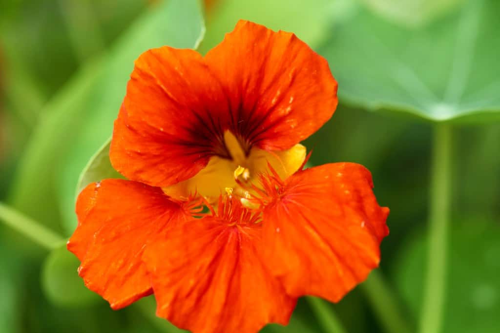 an orange nasturtium flower