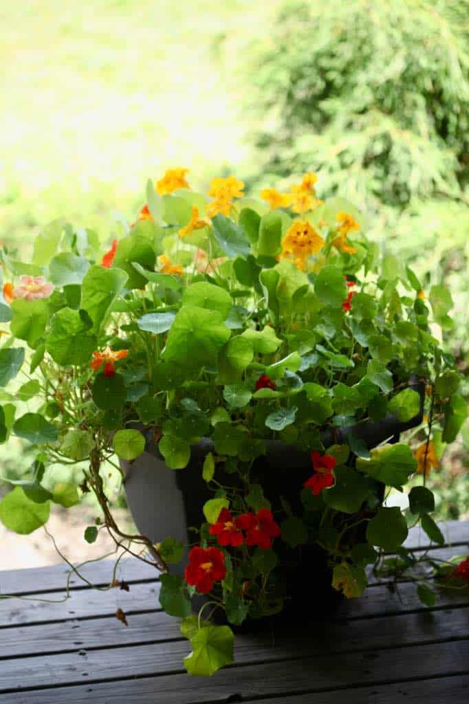 nasturtium growing in a pot