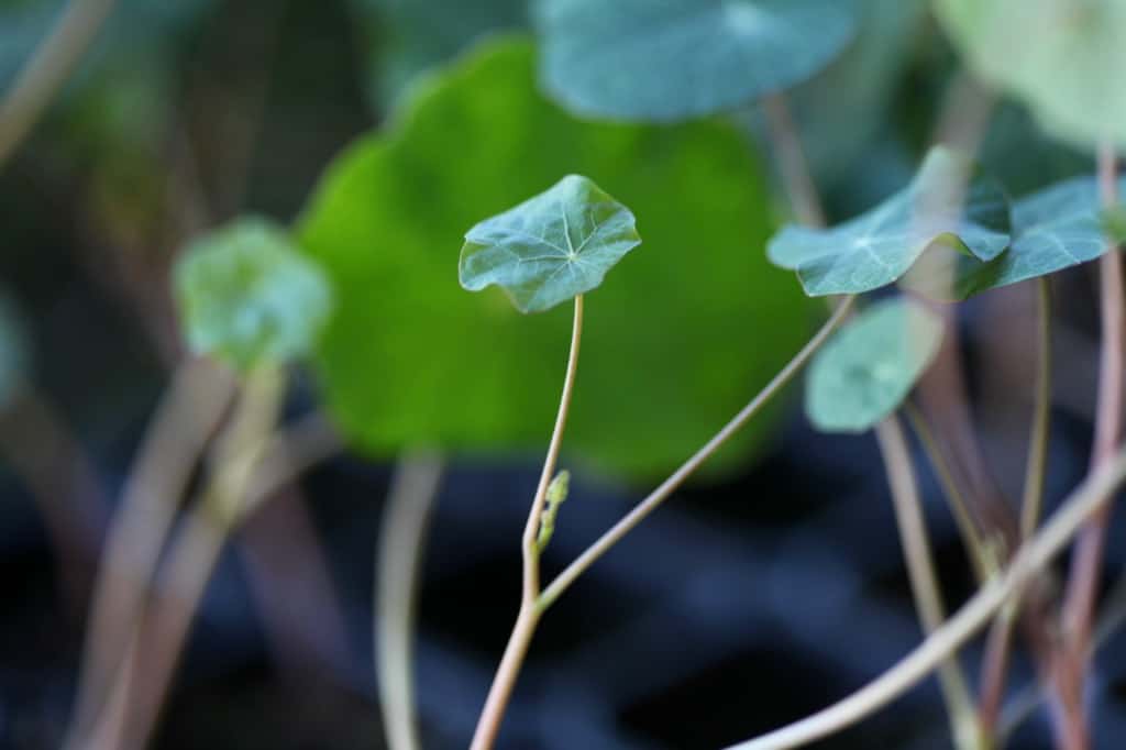 nasturtium leaf stalks are long