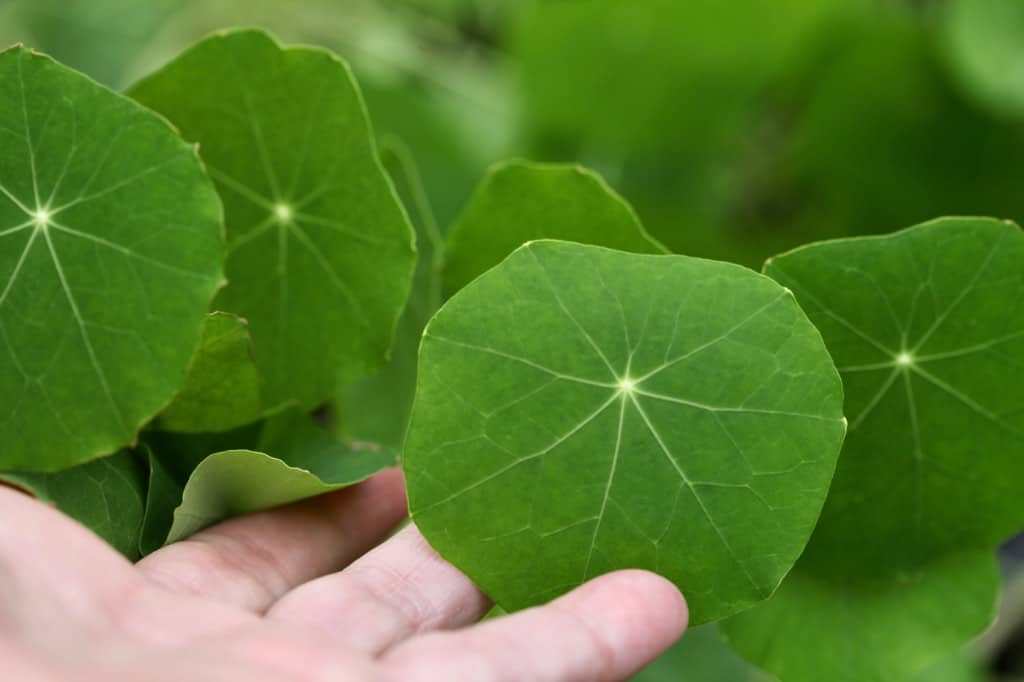 a hand holding up green nasturtium leaves