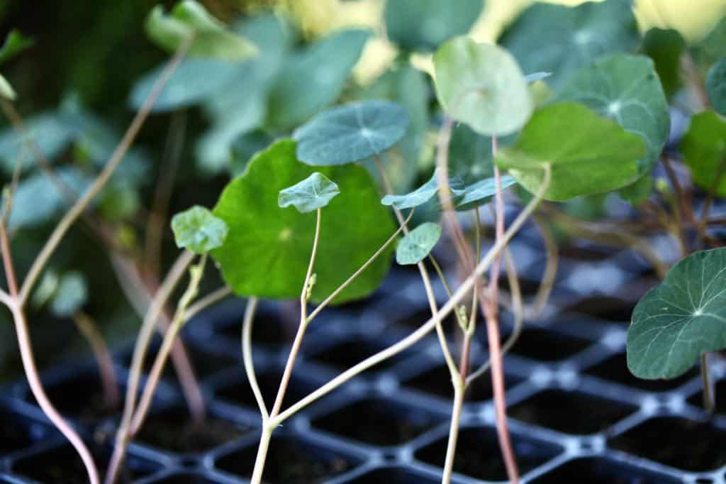 nasturtium seedlings awaiting transplanting