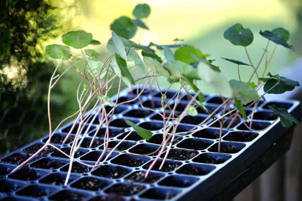 nasturtium seedlings in a cell tray