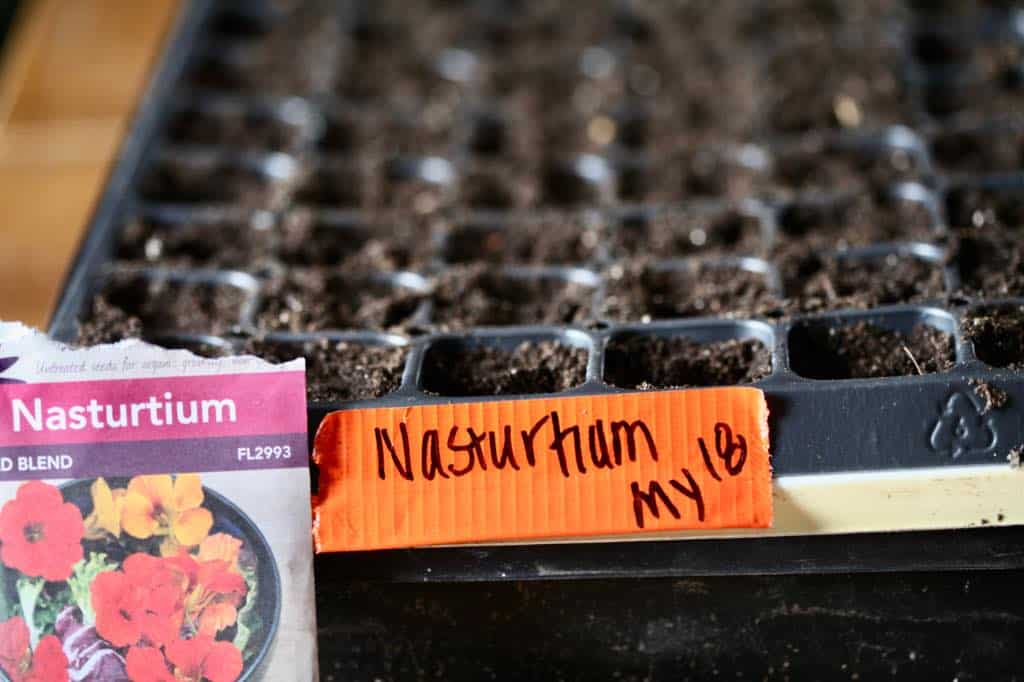 nasturtium seeds planted in cell trays and labelled