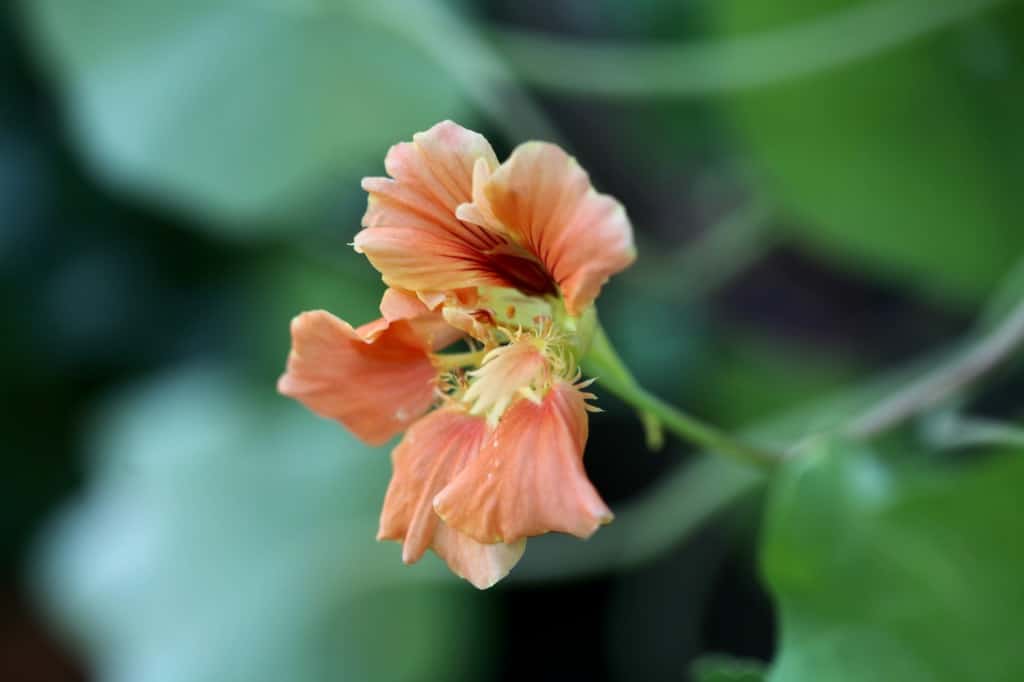 a peach colored nasturtium flower