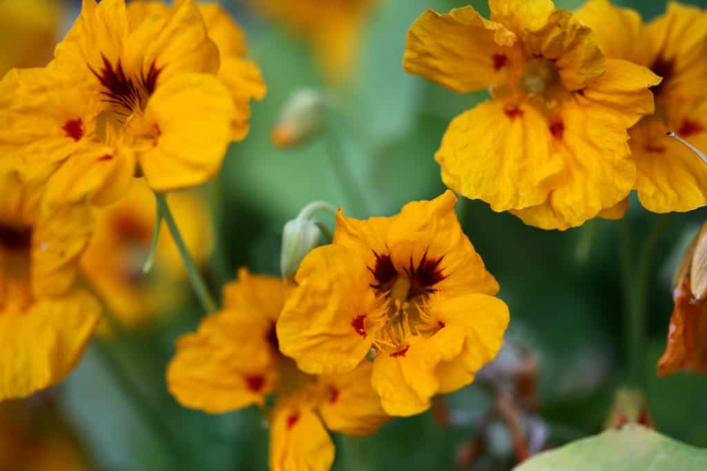 yellow nasturtium flowers