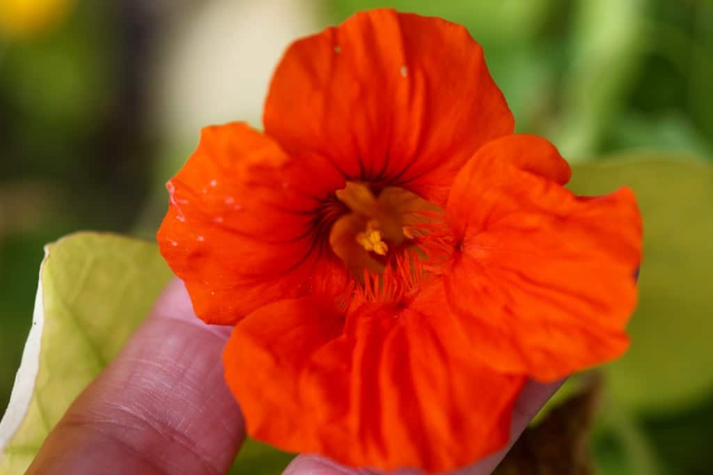 a red nasturtium flower