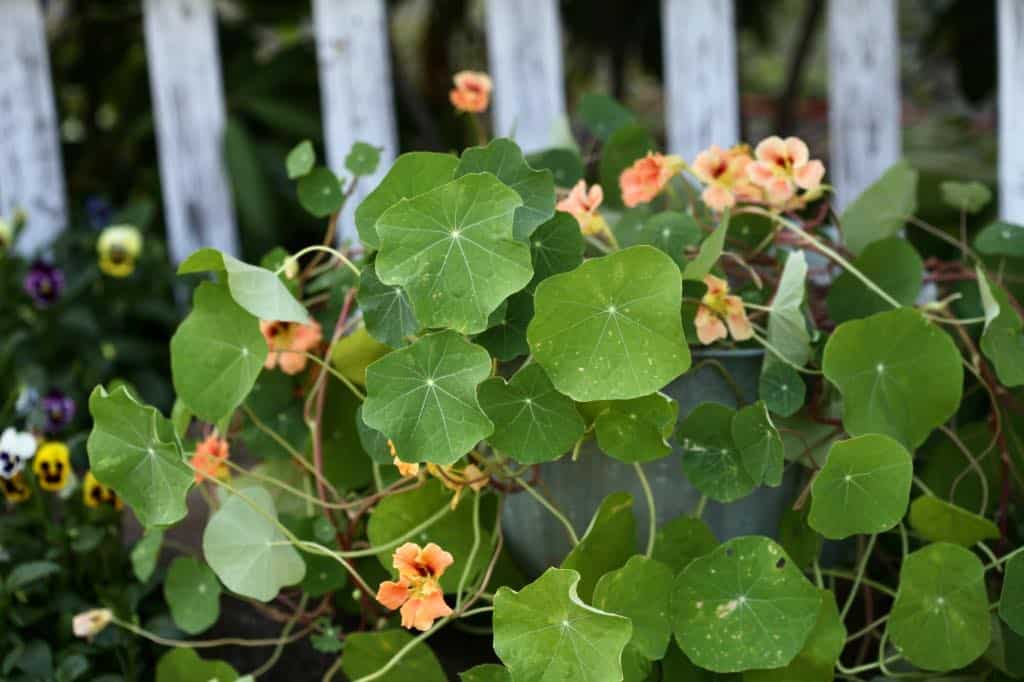 peach colored nasturtiums growing in a container