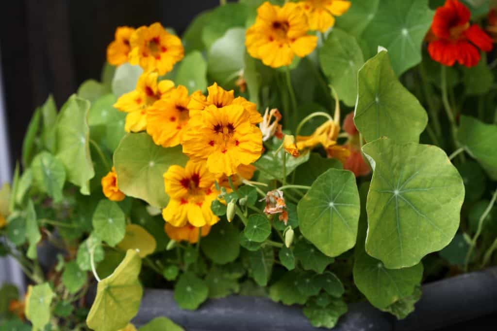 nasturtiums growing in a container