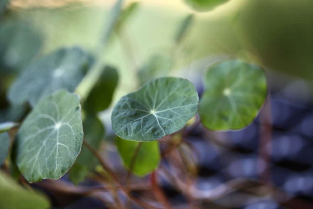 nasturtium seedlings with green leaves