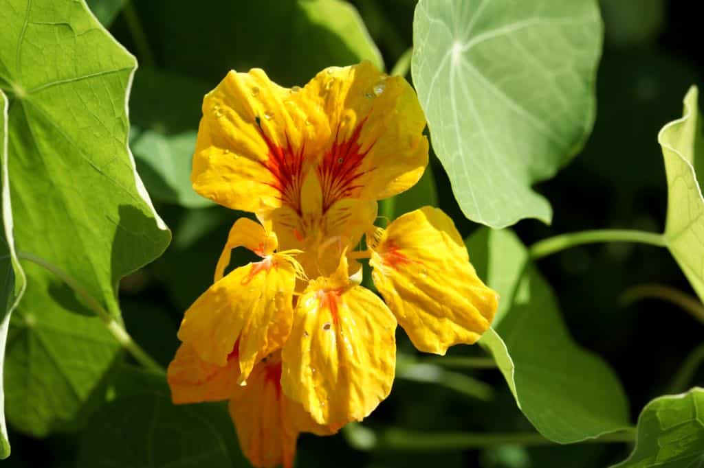 a yellow nasturtium surrounded by leaves