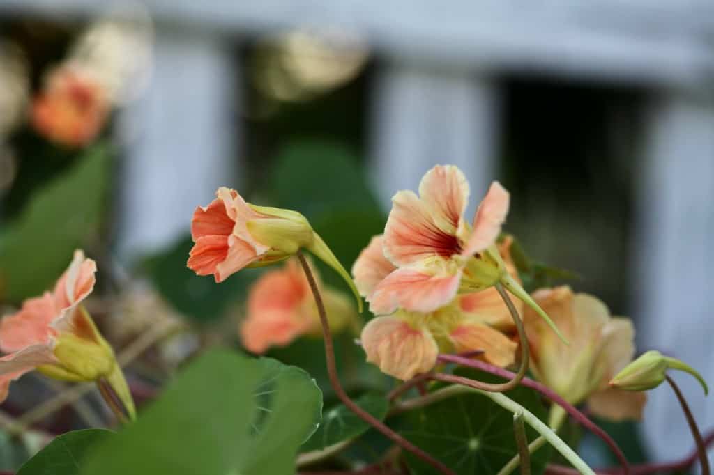 nasturtium flowers with long spur-like structures at the back of each flower