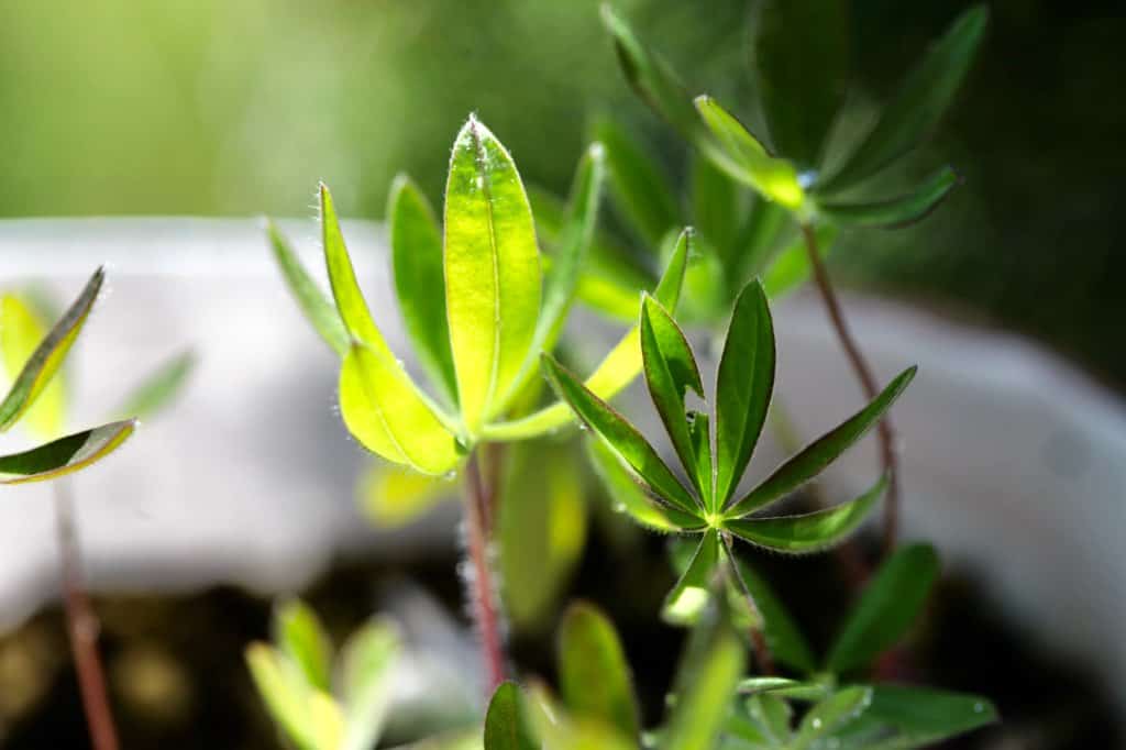 lupin seedlings in a milk jug, grown from winter sown lupine seeds