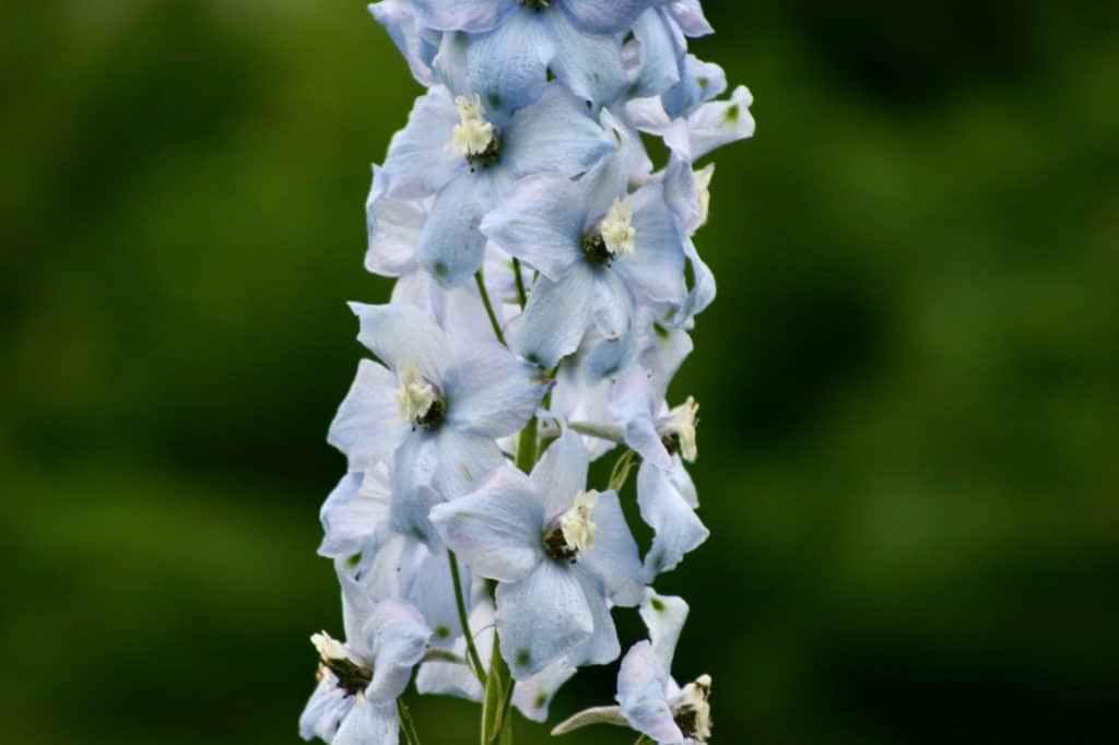 pale blue flower petals against a green background