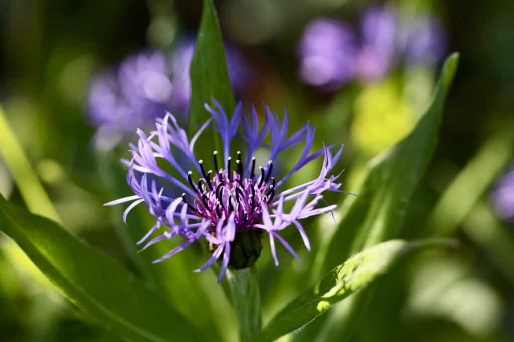 perennial bachelor buttons in the garden