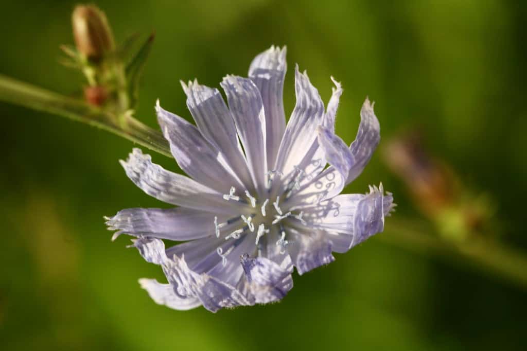 a mauve colored flower against a green background