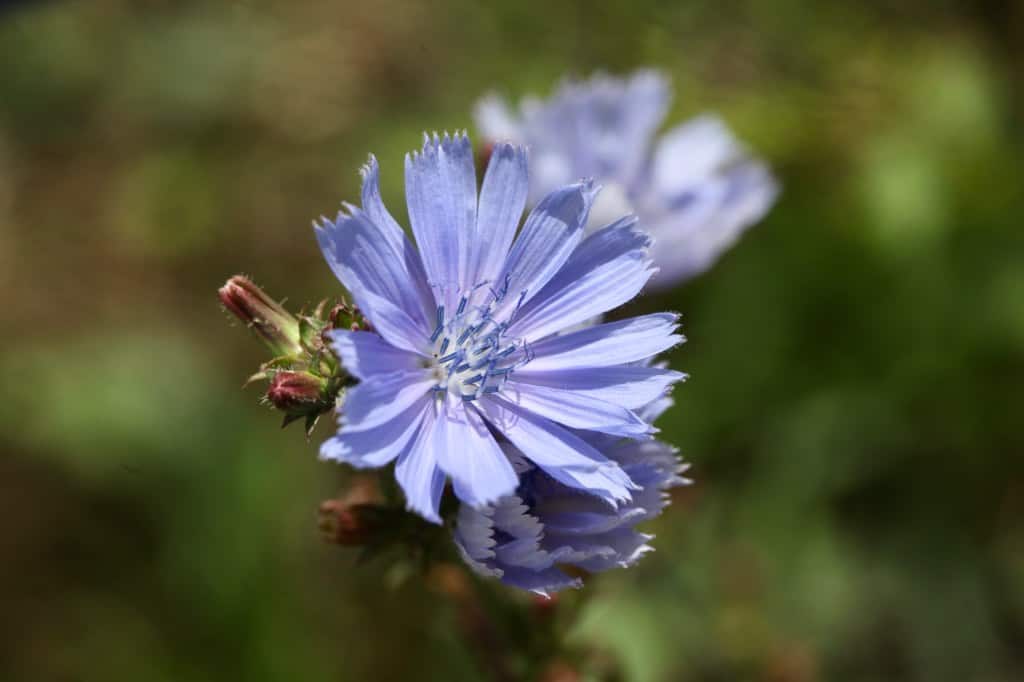 perennial chicory flowers growing in the garden