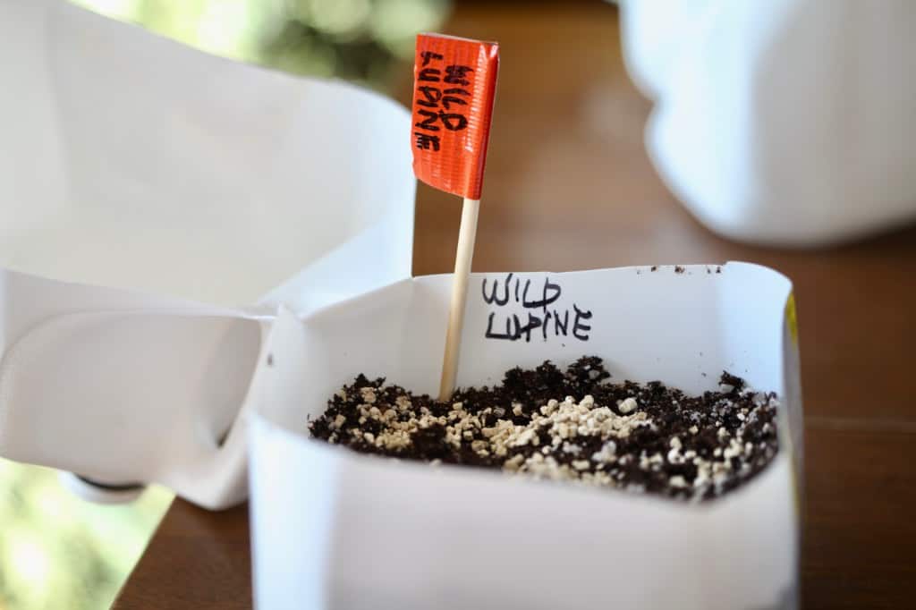 labeling winter sown lupine seeds