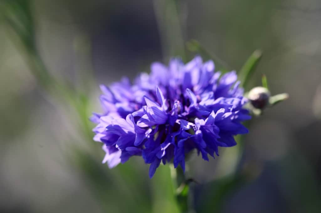 a blue bachelor button flower in the sunlight