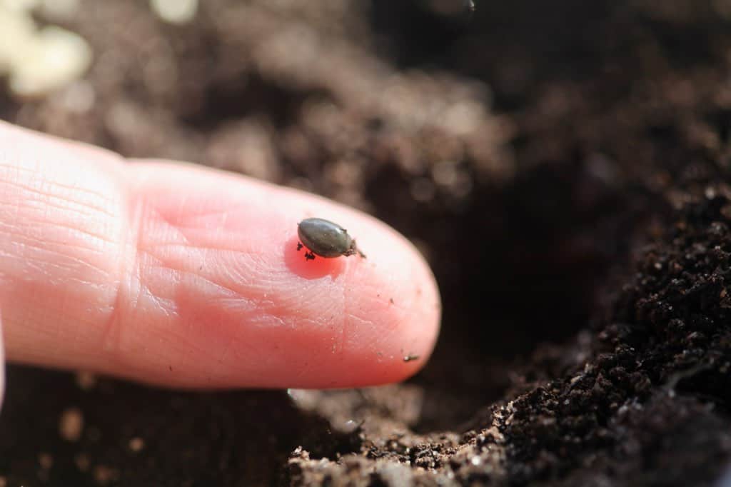 a finger with a lupine seed, getting ready to winter sow in soil