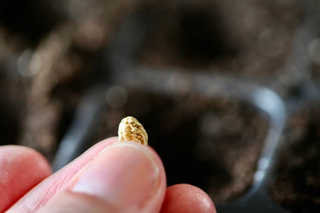 planting nasturtium seeds in cell trays