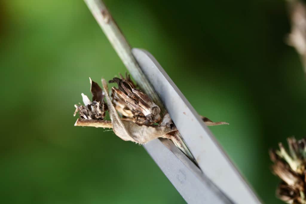 removing the seed heads from the stem with a pair of scissors