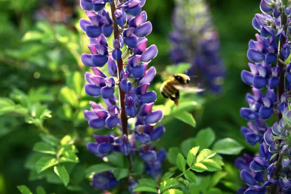 purple lupine flowers and a flying bee