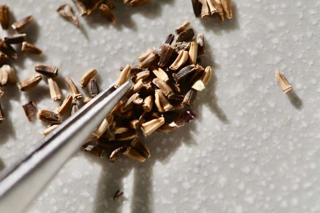 separating chicory seeds from the chaff with tweezers, after harvest