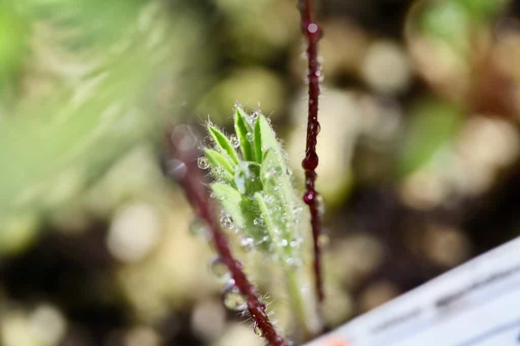 small winter sown lupine seedling covered with water droplets