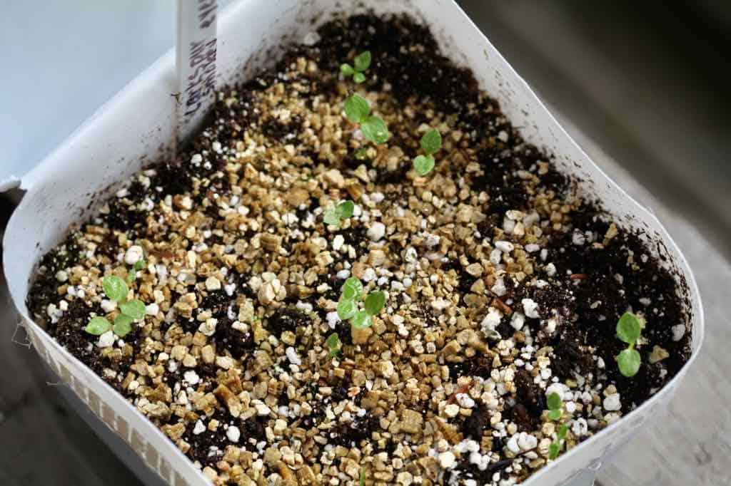 Larkspur seedlings sprouting in a milk jug after being winter sown