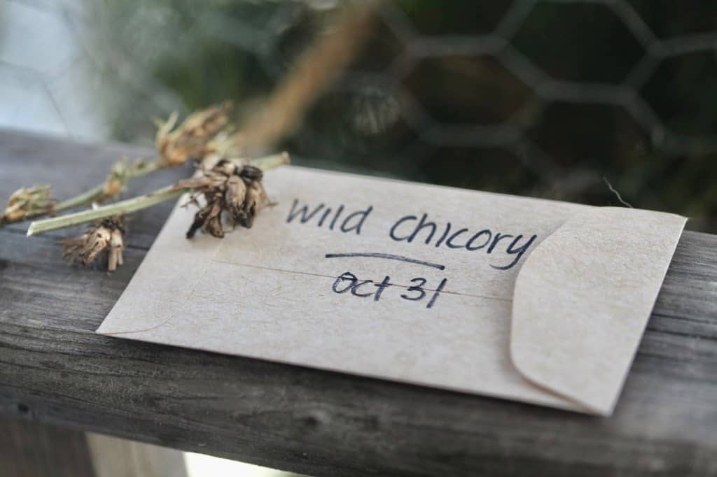 a Kraft envelope for storing wild chicory seeds