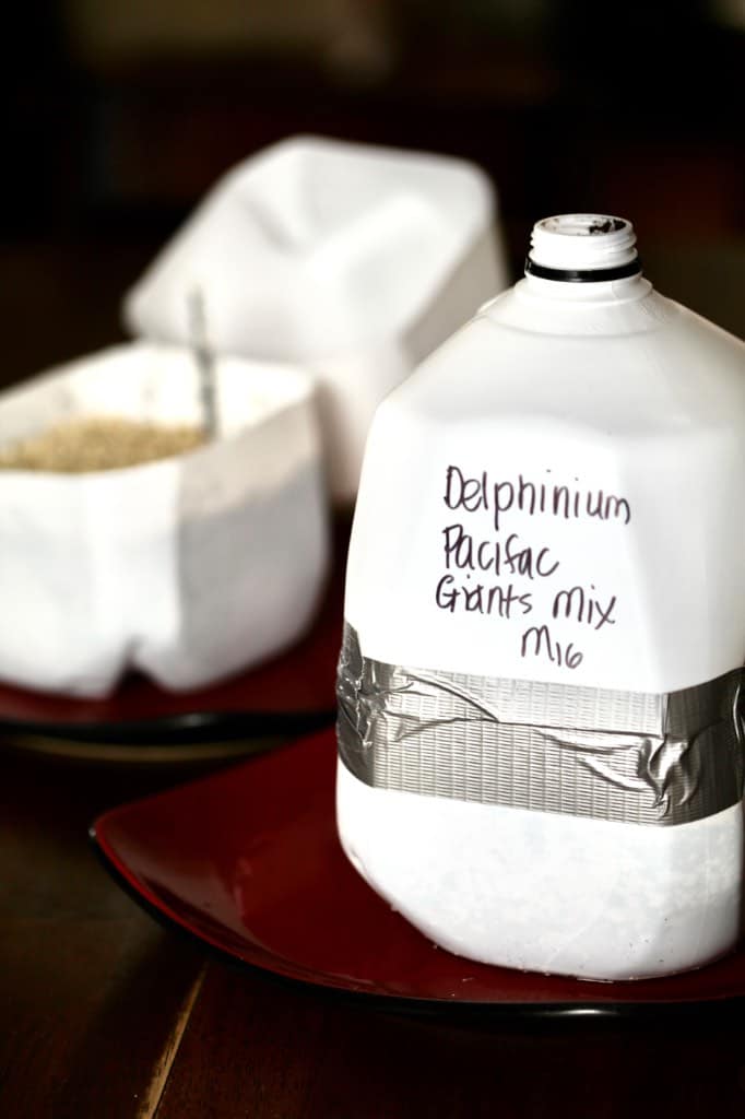 white milk jugs being used for winter sowing