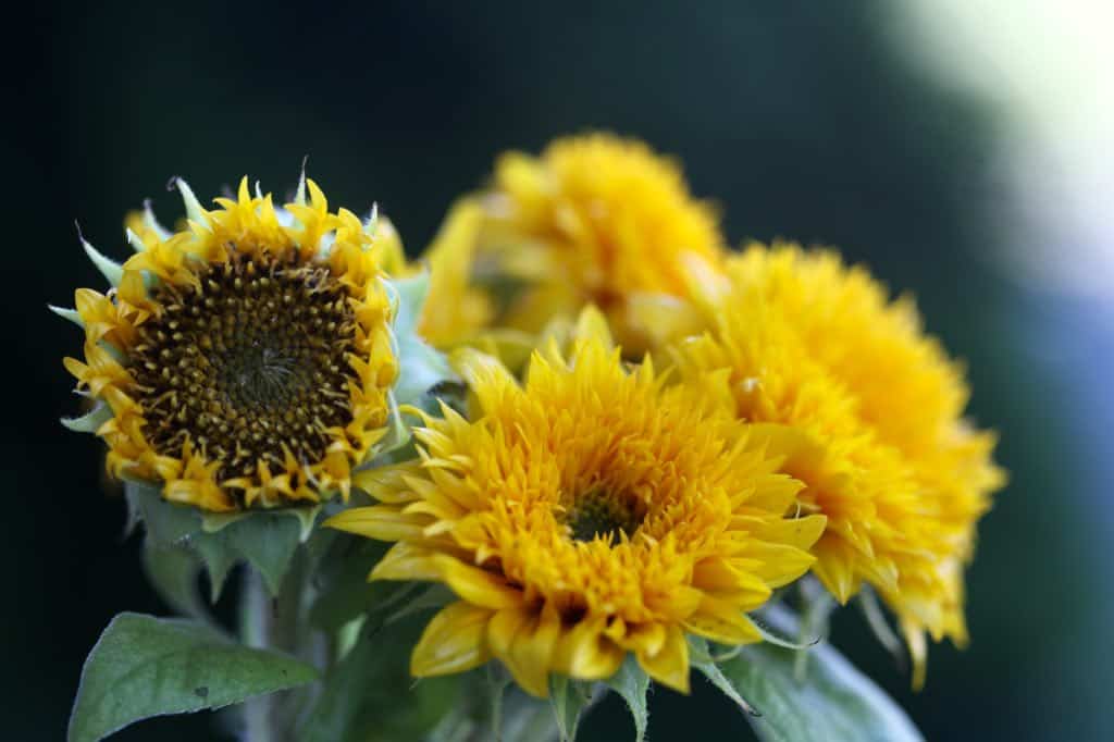 a bouquet of yellow flowers