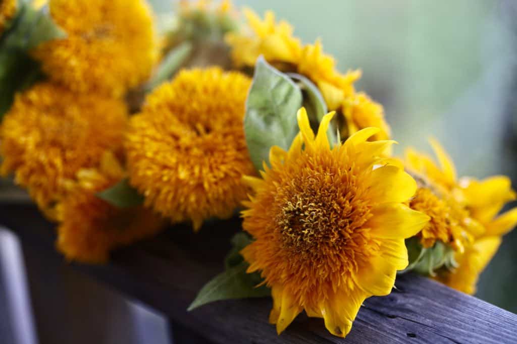 a bouquet of teddy bear sunflowers on a wooden railing