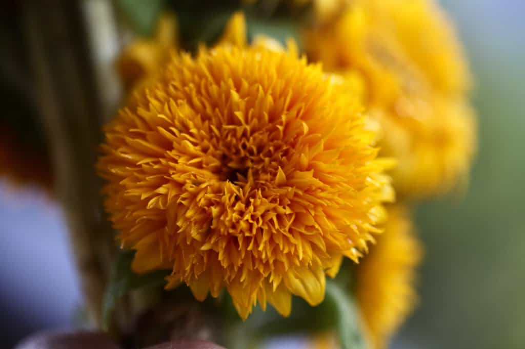 yellow double teddy bear sunflowers