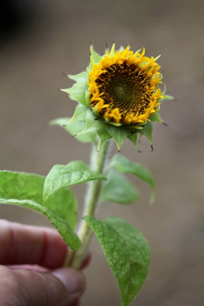 a hand holding a teddy bear sunflower that is just beginning to bloom