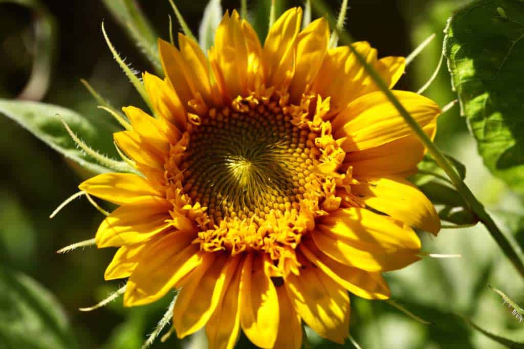 a yellow sunflower