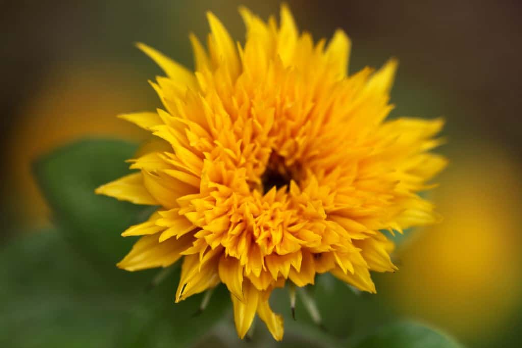 a bright orange double flower