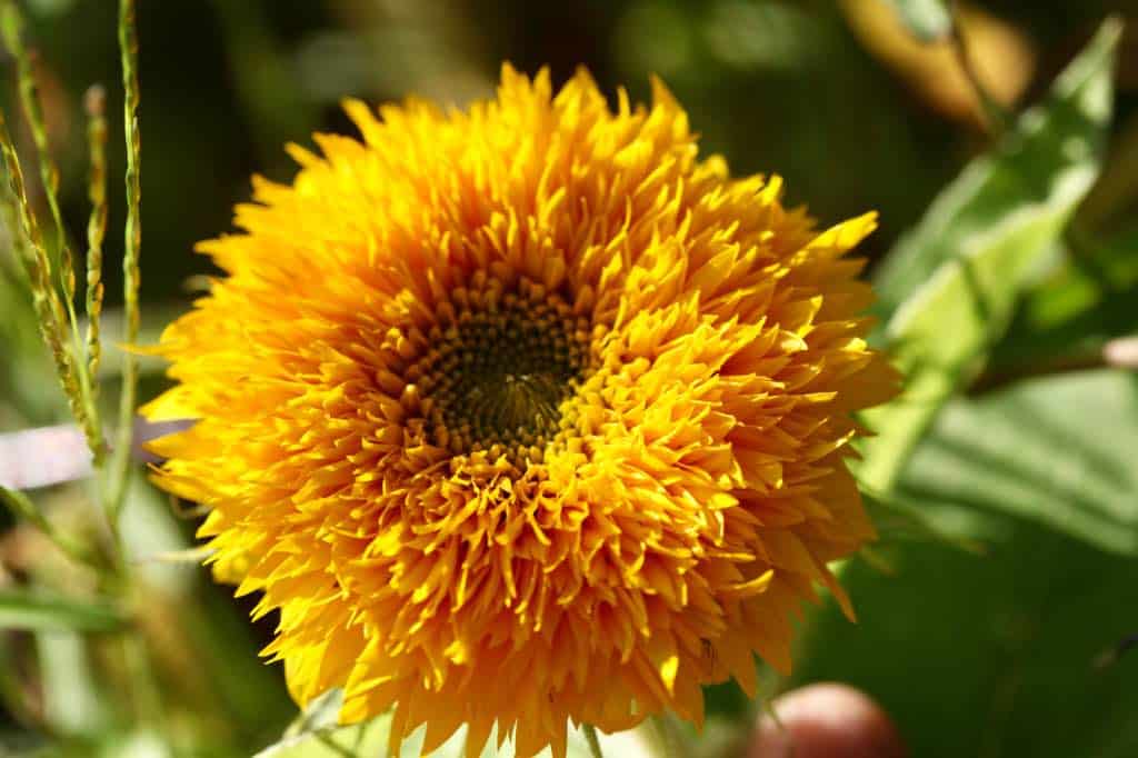 a bright yellow orange teddy bear sunflower