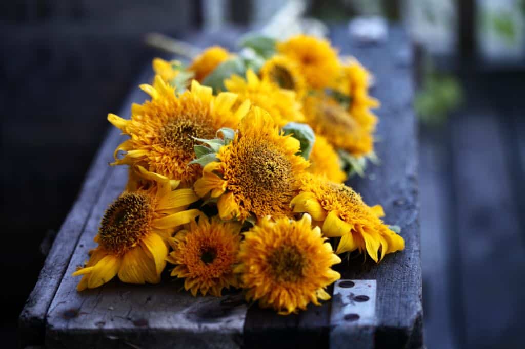 a bouquet of teddy bear sunflowers on a wooden box