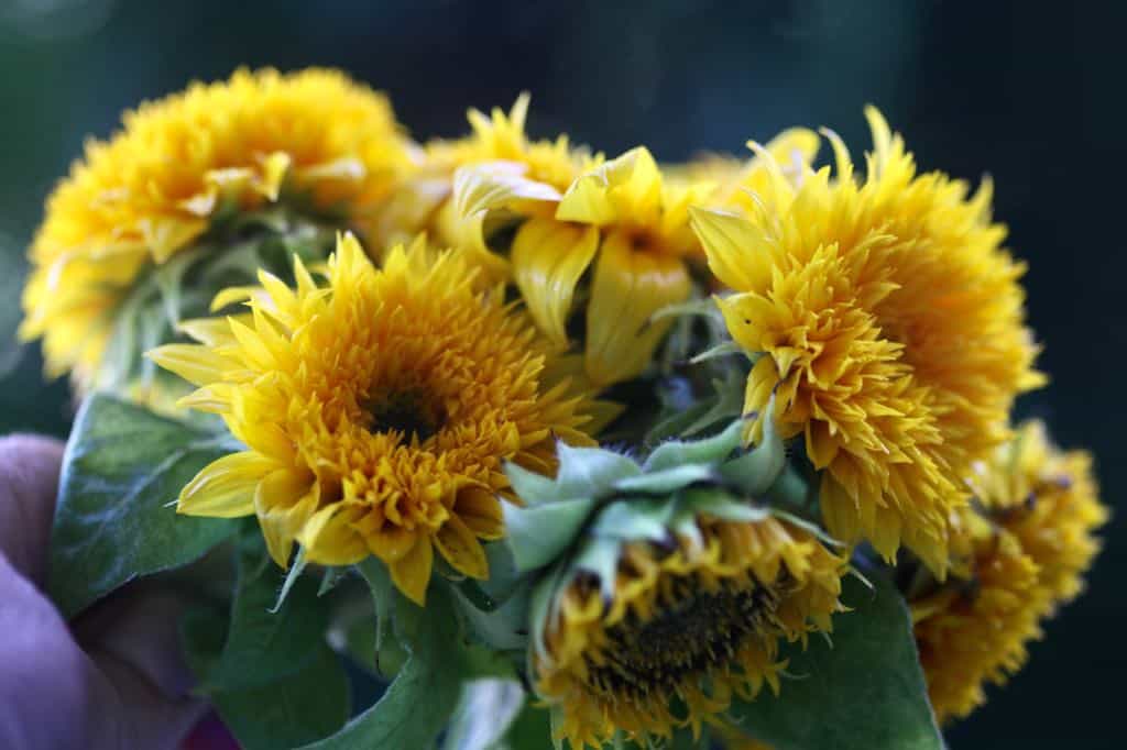 a bouquet of teddy bear sunflowers