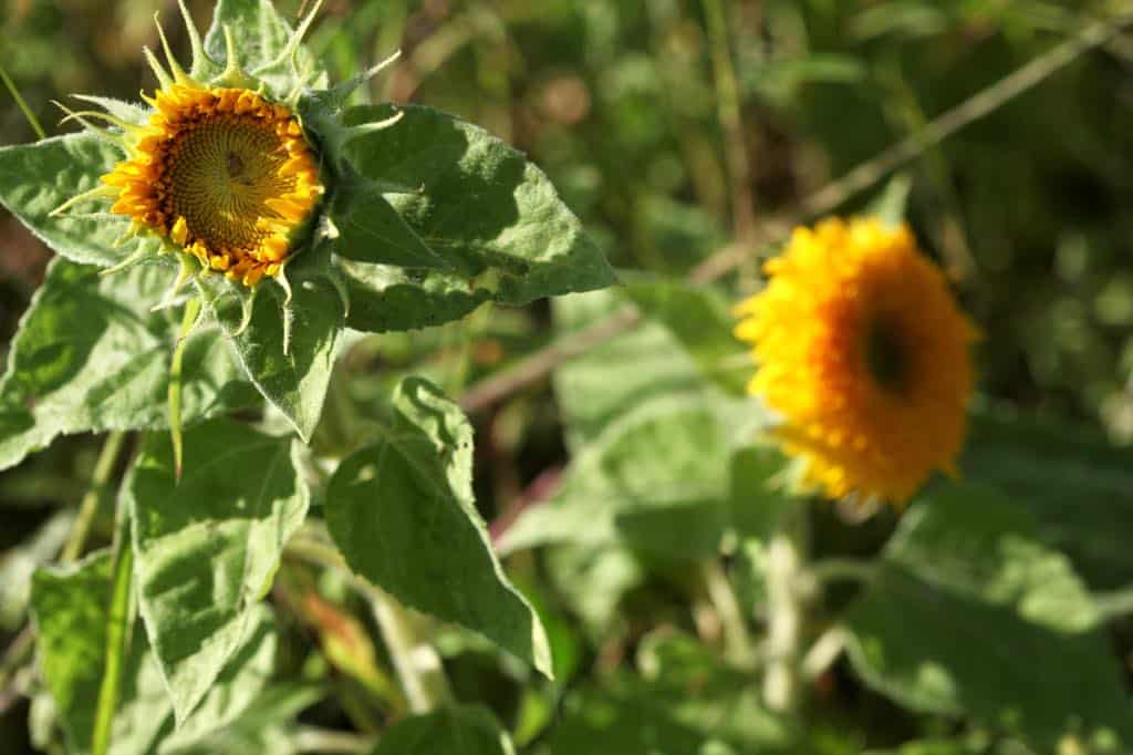 teddy bear sunflowers in the field